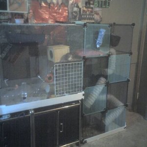 Rat's new cage