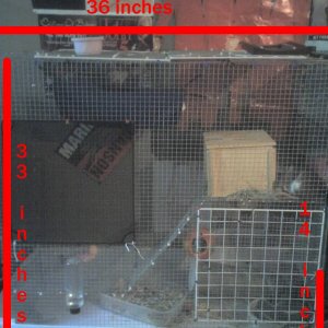 Rat's cage