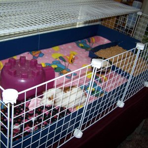 my girls' cage