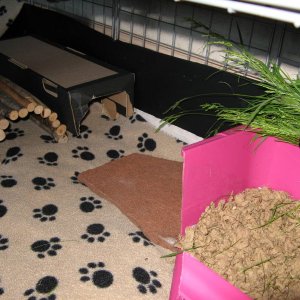 Tunnels, grass rack and potty