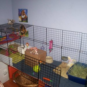 House Rabbit Cage