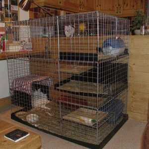 Dougal Rabbit Home 1