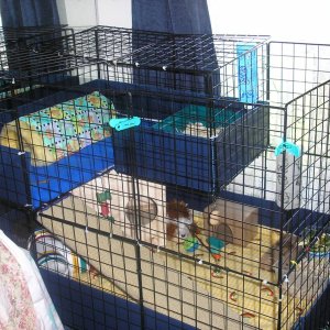 My piggies cage