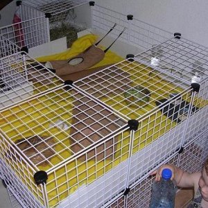 Clean cage