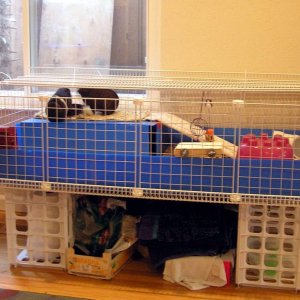 Our Guinea Pig Cage
