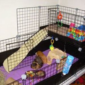 rosie & hazel's new cage