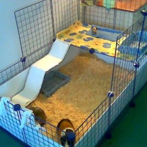 2x3 C&C cage with a loft