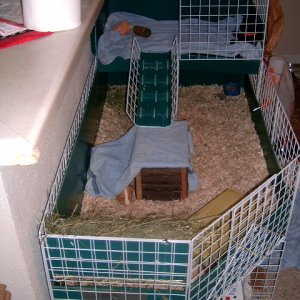 Lengthwise View of Zoe and Mouse's cage