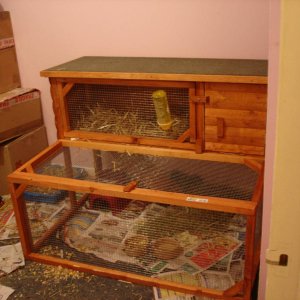 The guinea pig hutch and run