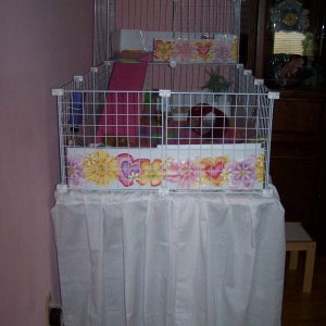Squeekie and Oreo's Cage