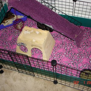 Gizmo and Lynx's Fort