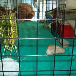 Brownie's cage - right end side view