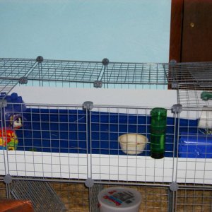 Twister's new cage.