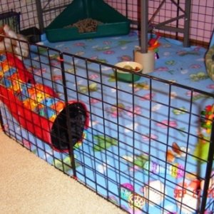 Another view of MoMo's cage layout.