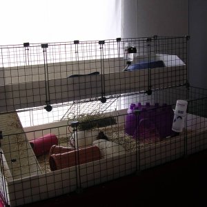 2x4 cage with loft
