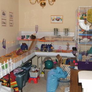 Guinea pig shops room