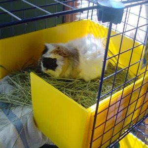 "Pikachu" in her hay loft