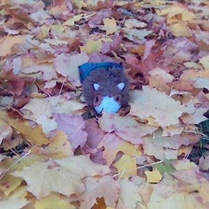 Charlie in the leaves