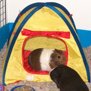 Piggie Camping