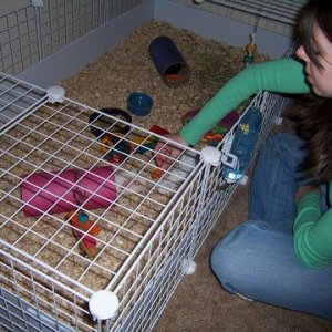 Maggie and Abby's homemade C&C cage