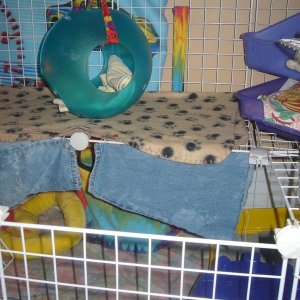 Sugar and Scamp's C+C Cage
