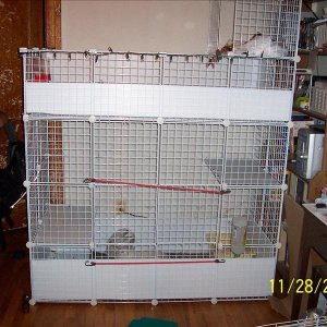 New cages for my pigs and bunnies