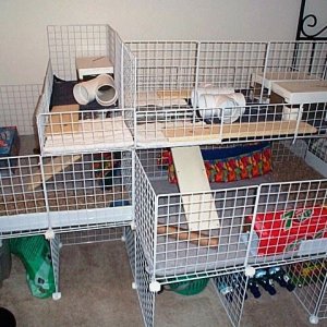 New Guinea Pig Cages 12/1/06
