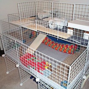 New Guinea Pig Cages 12/1/06 b