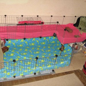 cage featuring new hay area!