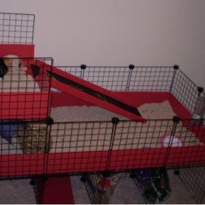 First Cage with Ramp to Upper Level