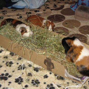 Hay box!