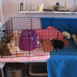 Callaway Kirie and Little Squeaky's Cage 2