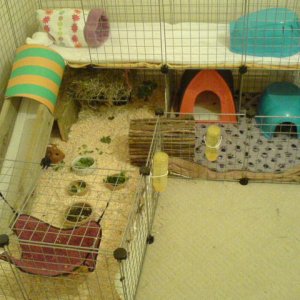 Gizmo and Basil's Home