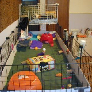 The piggies cage