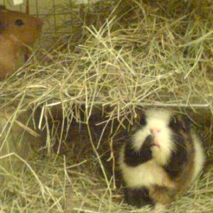 Gizmo and Basil's hanging hay rack.