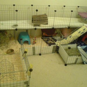 Basil and Gizmo's cage complete with extension!