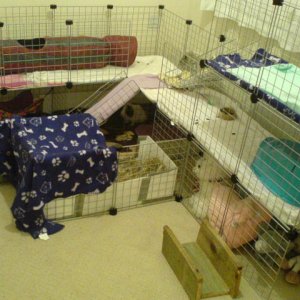 Basil and Gizmo (And Patches!!! New piggy) cage extension!