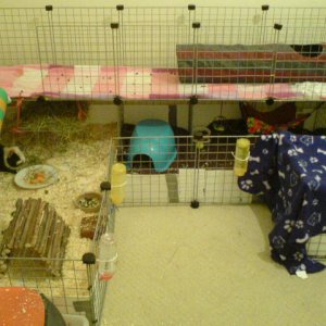 Basil and Gizmo (And Patches!!! New piggy) cage extension! - Left hand side