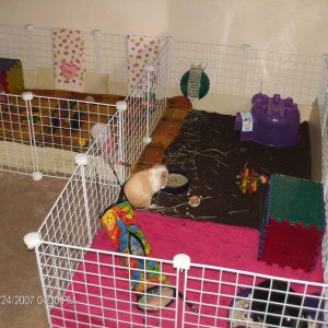 bennie and jet's new cage