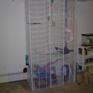 Homemade Rat Cage