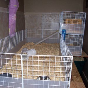 The Girls' New Cage