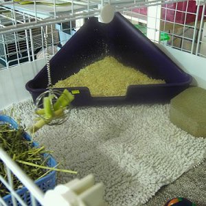 Bunny Food & Litter Areas