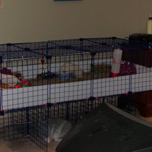 new cage