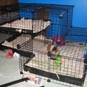 New Guinea Pig Cage