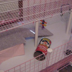 Inside of my cage (minus the bedding)