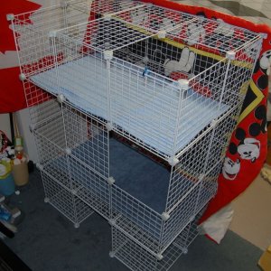 Our Hedgie Tower - Photo 1