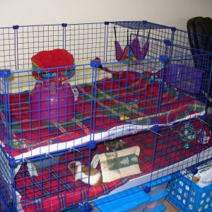 2 level cage