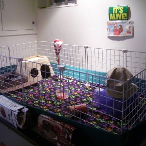 2x4 Open Cage