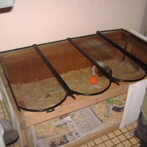 Home made cage for two guinea pigs.