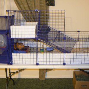 Little Bill's New Cage
